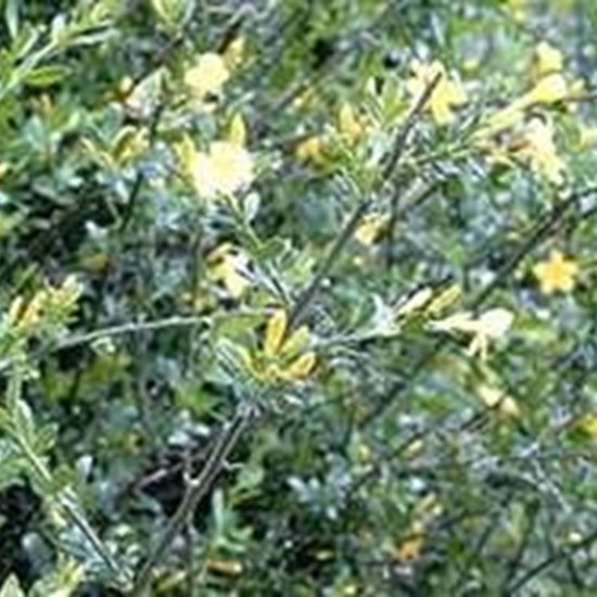 Jasmin